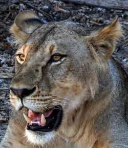 Close-up of lion