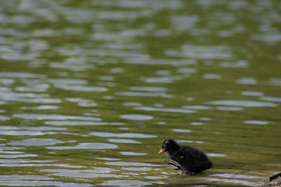 Black swan swimming on lake