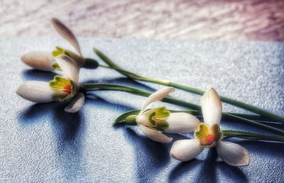 Close-up of flowers on table