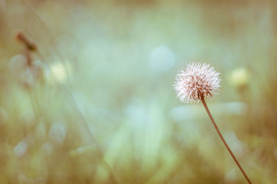 Close-up of dandelion flower in field