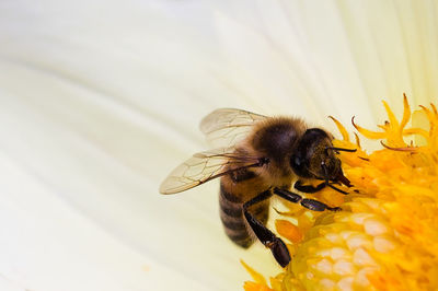 Close-up of bee pollinating flower