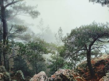 Scenic view of forest against sky