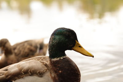 Close-up of a duck in lake