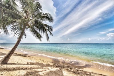 Palm tree on beach against sky