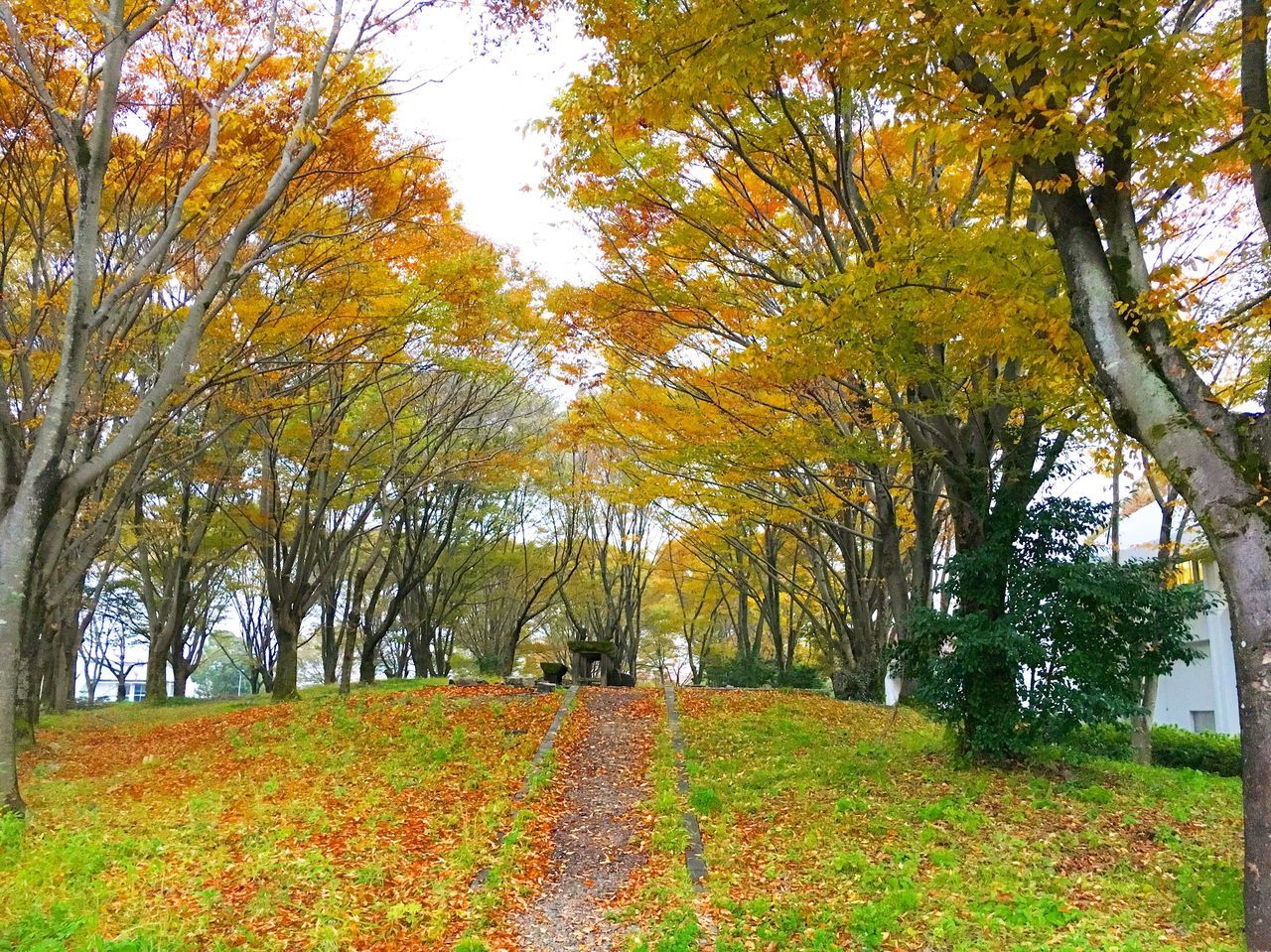 TREES GROWING IN PARK DURING AUTUMN