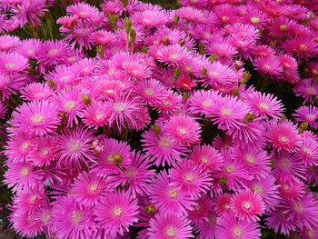 Full frame shot of pink flowering plants