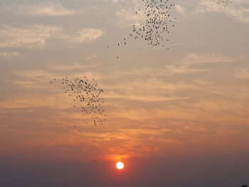 Flock of birds flying in sky