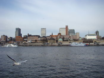 Seagulls flying over sea in city