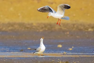 Seagulls flying over sea shore