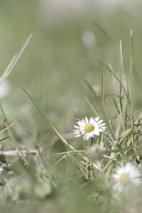 Close-up of white daisy flowers on field