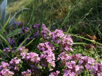 Close-up of plants