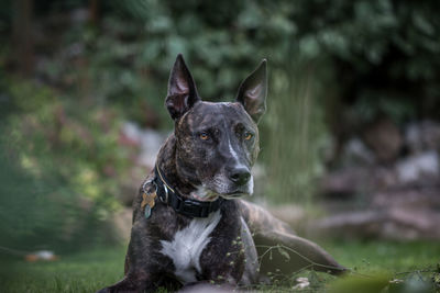 Portrait of dog sitting on grassy field