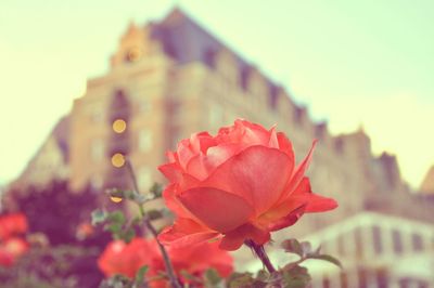 Close-up of red flowering plant against building