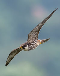 Bird flying over the sky