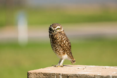 Close-up of bird perching on retaining wall