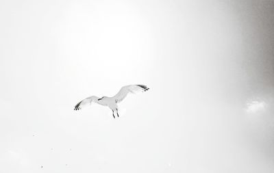 Low angle view of seagulls flying against clear sky