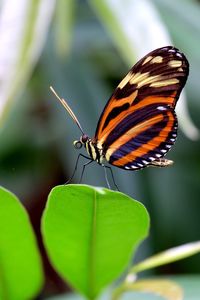 Close-up of butterfly perching on leaf