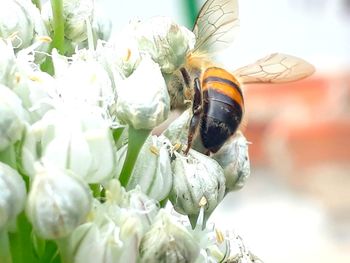 Close-up of bee pollinating on flower