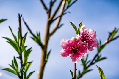 Close-up of pink hibiscus blooming on tree