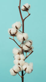 Low angle view of white flowers against clear blue sky