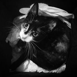 Close-up portrait of cat