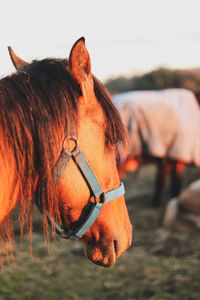 Close-up of horse in ranch. horse profile.