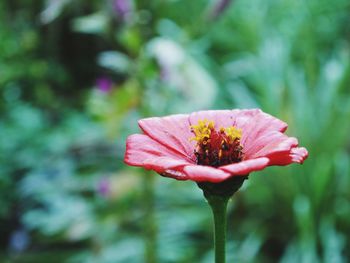 Close-up of pink flower blooming outdoors