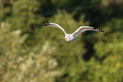 Low angle view of seagull flying