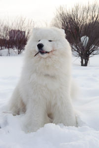 White cat looking away on snow covered land