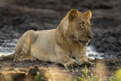 Lioness looking away