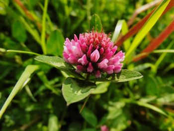 Close-up of pink flowers
