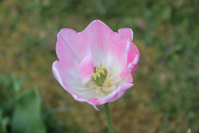 Close-up of pink rose