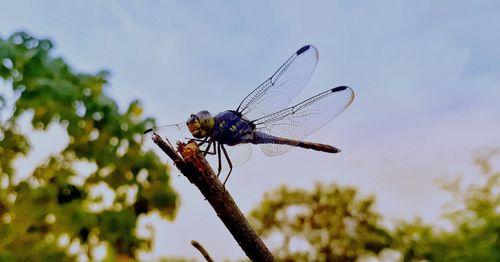 Close-up of dragonfly on plant against sky