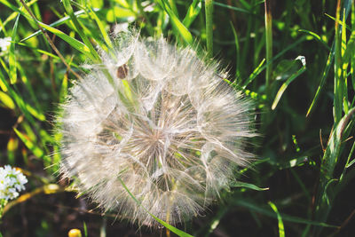 Close-up of dandelion