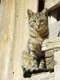 Portrait of cat sitting on wood