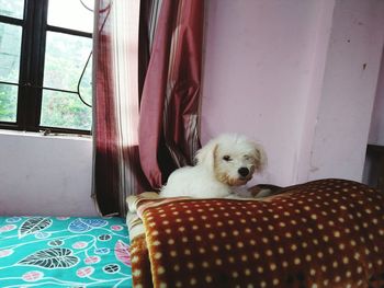 Portrait of dog relaxing at home