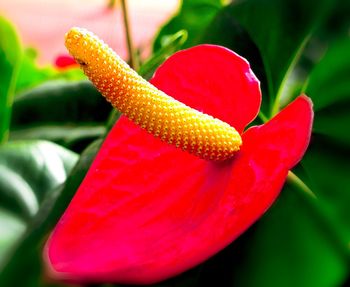 Close-up of red flower