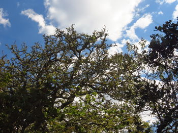 Low angle view of tree against sky