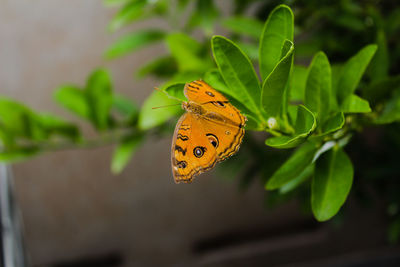 Close-up of butterfly pollinating on yellow flower