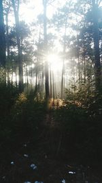 Sunlight streaming through trees in forest