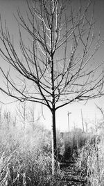 Bare tree on landscape against sky