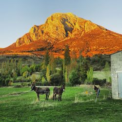 Donkeys on field by mountain against clear sky