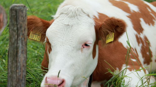 Close-up of cow standing on field