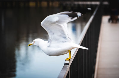 Seagull flying