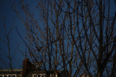 Low angle view of bare trees against sky