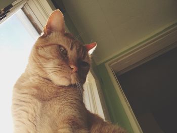 Close-up of cat