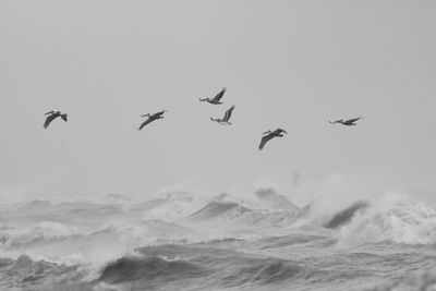 Birds flying over sea against sky