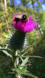 Close-up of bee on flower