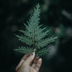 Close-up of hand holding plant