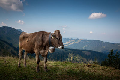 View of cows on landscape